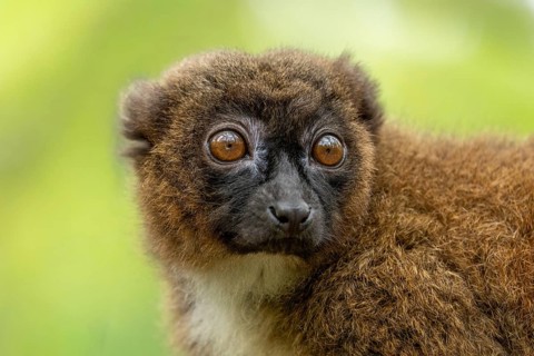 Lemur with expressive, large eyes and brown fur against a green background, red-bellied lemur