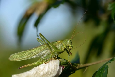 Grasshoppers, Great Green Bush cricket, big hayhorse, green hayhorse, deciduous locusts,