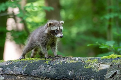 Young raccoon (Procyon lotor) on a discovery tour, Steinhagen, North Rhine-Westphalia, Germany