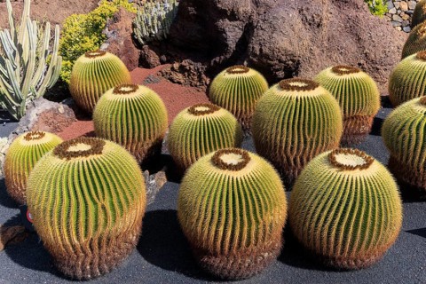 Lanzarote, Canary Islands, Spain, Europe, Cesar Manrique Jardin de Cactus near Guatiza, small and