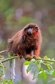 Coppery titi (Plecturocebus cupreus, syn.: Callicebus cupreus), adult, alert, tree, South America