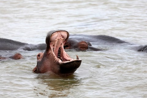 Hippopotamus (Hippopotamus amphibius), adult, in the water, yawning, menacing, portrait,
