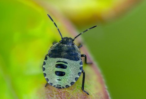Common stink bug, common greenling, green pentatomide bug, green stink bug, heteroptera, young