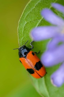 Ant sack beetle, Ant bag beetle, Clytra Laeviuscula, Willow Clytra, Beetle, Coleoptera, high size,