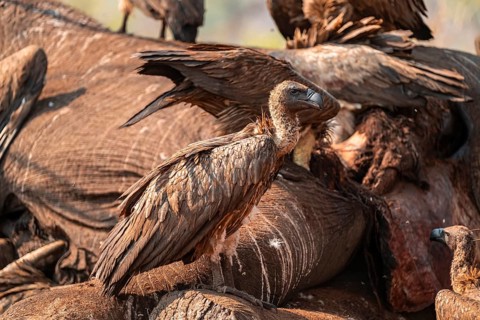 Many white-backed vultures (Gyps africanus), vultures feeding on the carcass of an elephant,