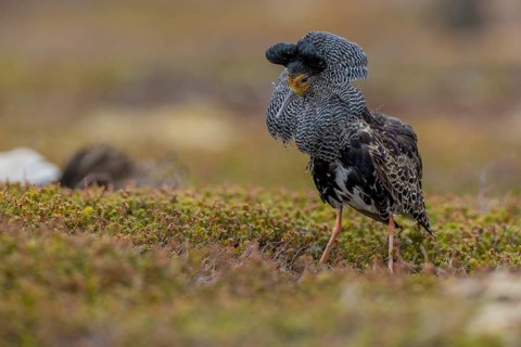 Ruff (Philomachus pugnax), at the mating site, Varanger, Norway