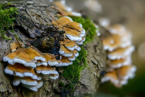 Cantharellus crispus, curly vein counting, Merulius fagineus, plicatura crispa, plicatura faginea,