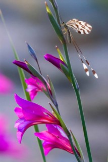 Below thread lacewing, threadlike, Nemoptera bipennis, southwestern European threadlike,