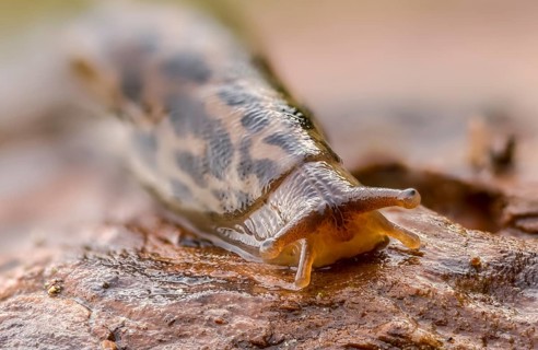 Big snail, big snowgel, limax maximus, snowgel, tiger snail, gastropod, great grey slug, leopard