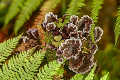 Earthfan fungus, earthwart mushroom, fan-shaped earwart mushroom, common earwart fungus,