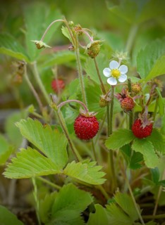 Alpine strawberry, European strawberry, fragaria vesca, monthly strawberry, rosaceae, rose family,