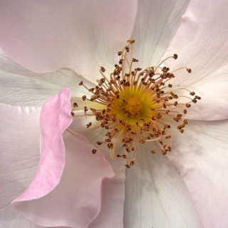 Close-up of Pierre Gagnaire rose flower with stamens, German Rosarium, Westfalenpark, Dortmund,