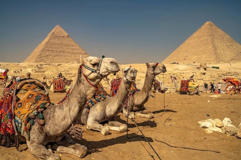 Camels at the Pyramids of Giza, Egypt