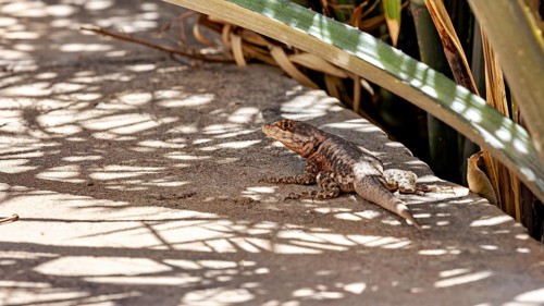 A lizard rests on a sunny concrete path amidst the interplay of light and shadow, rolling-tail
