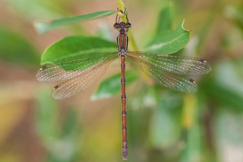 Brandenburg, Germany, Lestes Barbarus, Migrant Spreadwing, National Natural Heritage, Grünhaus