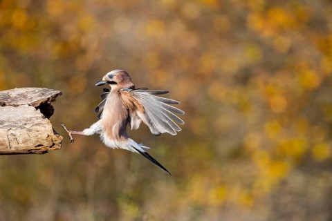 Eurasian jay (Garrulus glandarius) Germany