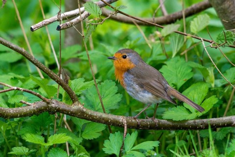 Erithacus rubecula, robin, robins, birds, passeri, songbirds, birds