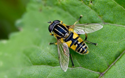 Common tiger hoverfly, common swamp hoverfly, helophilus pendulus, sunfly, swamp hoverfly, insects,
