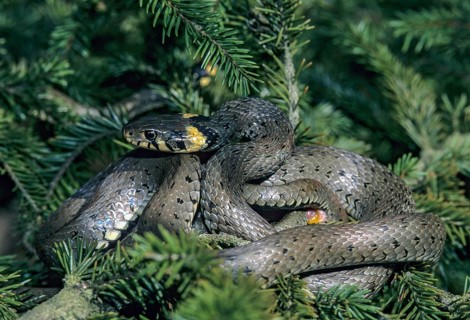 Grass Snake, Natrix Natrix, Grass Snake, Critters, Reptilia, Reptilia, Ringed Snake, Snakes, Water