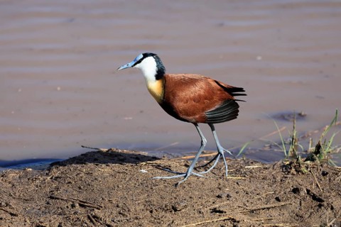 Blue-browed Waterhen (Actophilornis africanus), adult, by the water, foraging, Kruger National