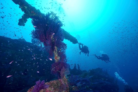Two divers explore the remains of a shipwreck, surrounded by lots of small fish, including
