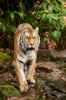 Siberian tiger or Amur tiger (Panthera tigris altaica) walking on the ground, captive, habitat in