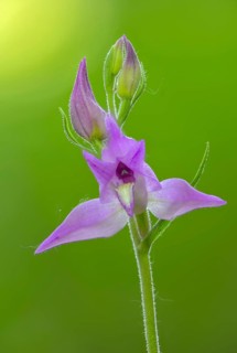 Cephalanthera rubra, orchids, orchids, orchid plants, purple forest bird, forest bird, flora, high