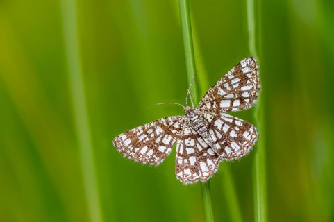 Chiasmia clathrata, lattice tensioner, clover grass lattice string tensioner, latticed heath,
