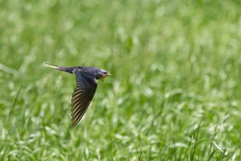 A bird in free flight over a lush green expanse, a barn swallow (Hirundo rustica) in flight over a