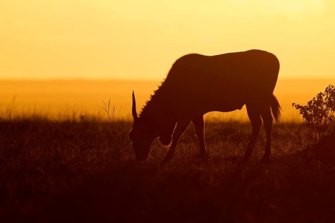 The silhouette of an antelope against a warm sunset sky in the savannah: the elen antelope