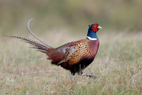 Pheasant cock (Phasianus colchicus torquatus)