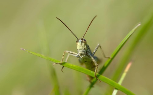 Acrididae, Caelifera, Chorthippus apricarius, field grasshoppers, field locusts, gomphocerinae,