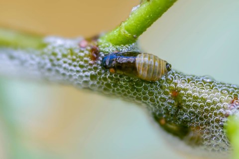 Aphrophora salicina, brown willow spittlebug, witch spit, cuckoo saliva, cuckoo spit, foam cicada,