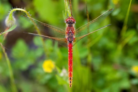 Early bilberry, red-veined darter, sympetrum fonscolombeii, anisoptera, damselflies, dragonflies,