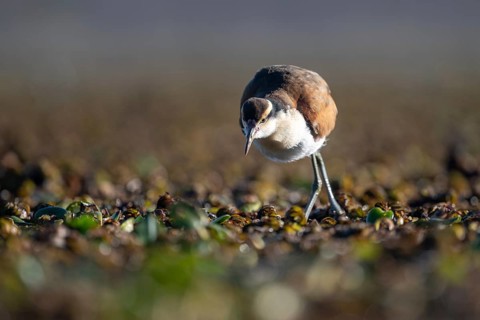 Red-fronted Jacana (Jacana jacana), juvenile, wading amongst aquatic plants on a lake, Buenos