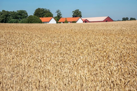 Farming. Field of ripe wheat at a farm in the background, in Ystad Municipality, Skåne County,