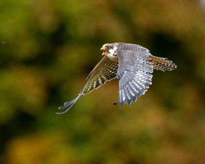Lanner Falcon (Falco biarmicus), Neuhaus, Lower Saxony, Germany