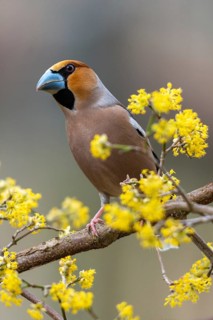 Coccothraustes Coccothraustes, Hawfinch, Heartbiter, Birds, Spring, High Size, Portrait, Passeri,