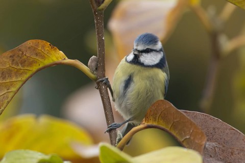 Blue tit (Cyanistes caeruleus) adult garden bird in a magnolia tree with autumn colour leaves,