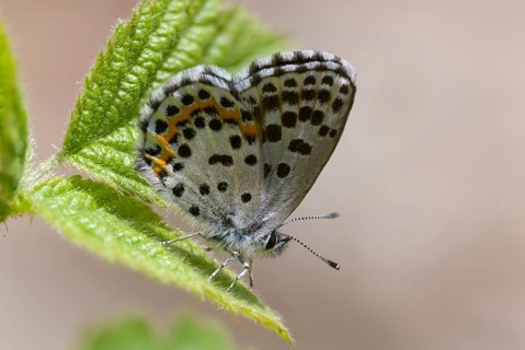 Chequered blue, midget blue, Scolitantides Orion, butterfly, insects, butterflies, butterflies,