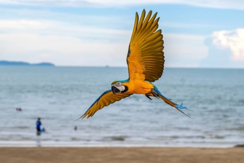Yellow-breasted macaw (Ara ararauna), Jomtien, Thailand