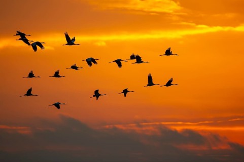 Flying cranes (Grus grus) against a colourful evening sky, Vechta, Lower Saxony, Germany