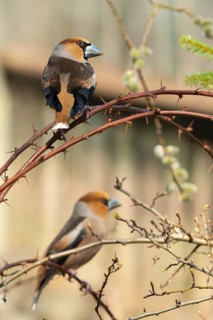 Coccothraustes Coccothraustes, Hawfinch, Heartbiter, Birds, High Size, Portrait, Passeri,