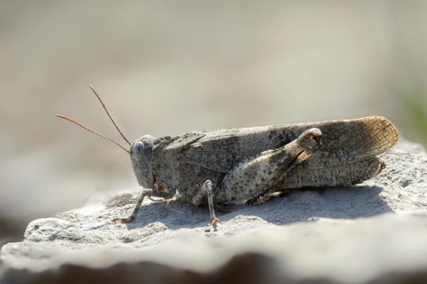 Acrididae, caelifera, field locusts, gomphocerinae, grasshoppers, short-feeler, Oedipoda germanica,