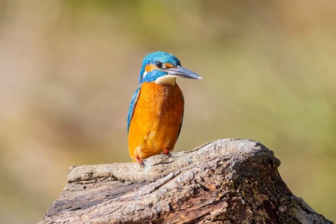 Kingfisher (Alcedo atthis) ml Germany