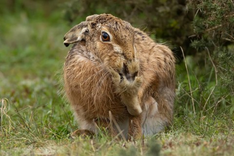 European brown hare (Lepus europaeus) adult animal washing its foot in grassland, England, United
