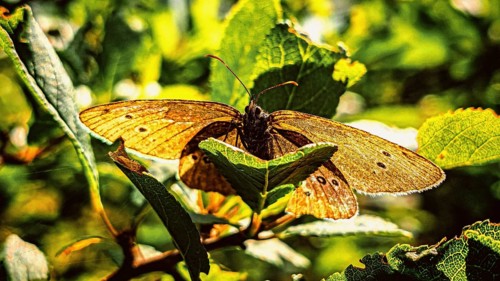 Close-up of a brown butterfly, the brown forest bird (Apahntopus hyperanthus), perched on a leaf,