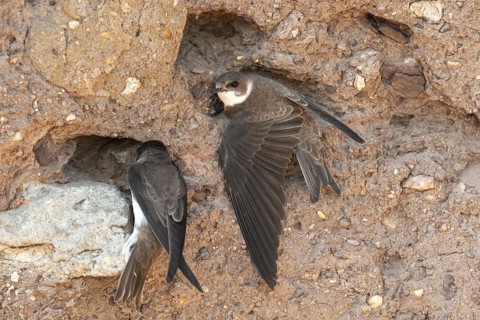 Bank Swallow, Brandenburg, Germany, Nabu, Nabu Project, National Natural Heritage, Grünhaus Nature