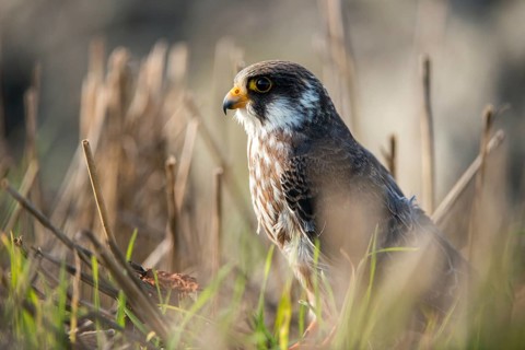 Falco vespertinus, red-footed falcon, red-footed falcon, birds, falconiformes, falcons, birds of