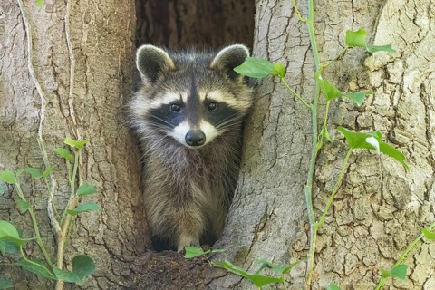 Close-up of a raccoon (Procyon lotor) peering out of a tree hollow, Hesse, Germany